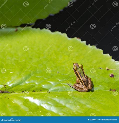 Small Endemic Frog Brown Mantella (Mantidactylus Melanopleura), Species Of Small Frog In The ... - endemic species to louisiana