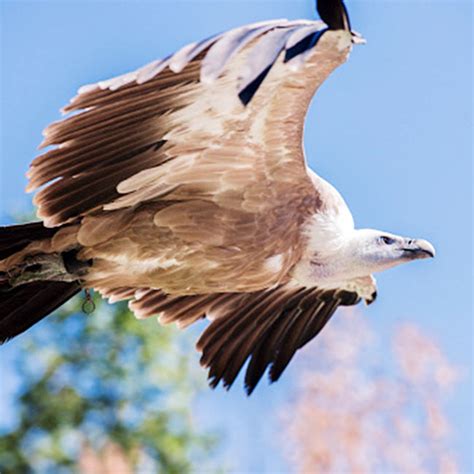 Delhi Zoo shut after 3 migratory birds die of avian flu: Know more ...