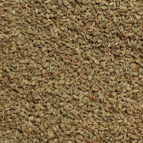 Whole Organic Ajwain Seeds Manufacturer, Supplier from Hoshiarpur