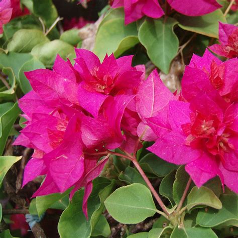 Bougainvillea Dark Pink Double - Creepers & Climbers– Exotic Flora