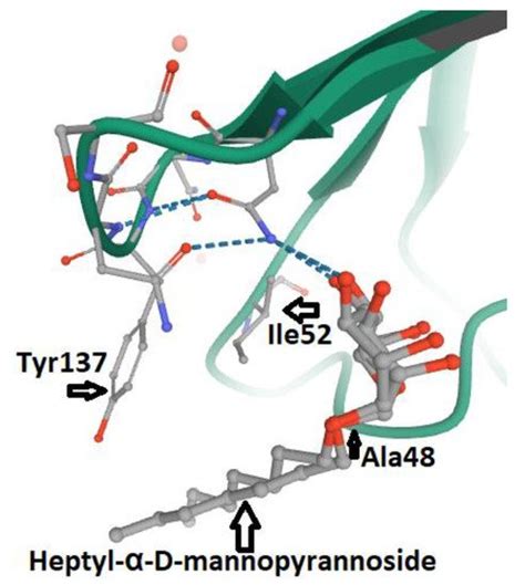 FimH and Anti-Adhesive Therapeutics | Encyclopedia MDPI