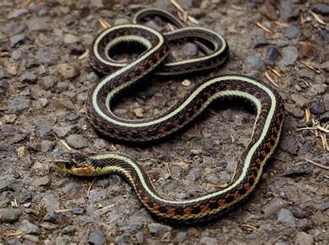 Image result for A Snake Using a Computer