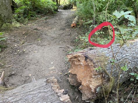 Lime Kiln Trail — Washington Trails Association