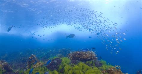 Northland & Bay of Islands, Diving in New Zealand | Things to see and ...