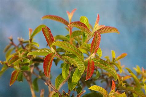 Image result for Dwarf Guava Tree