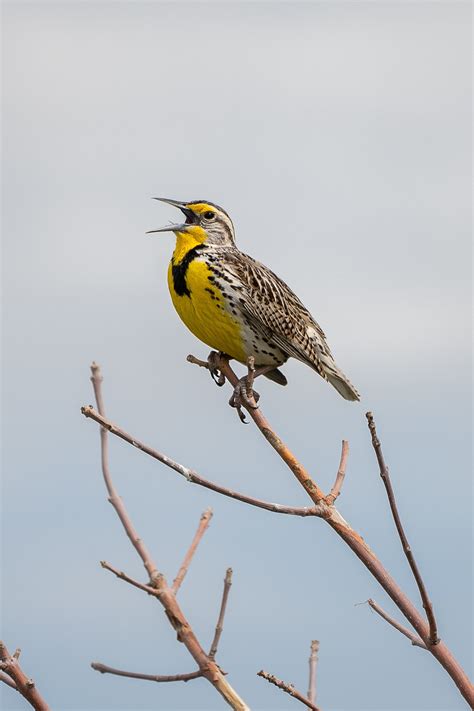 Meadowlark North Dakota Photography Print, Bird Photography, Prairie ...