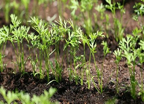 胡萝卜的生育特性 - 喜满地 - 新农资360网|土壤改良|果树种植|蔬菜种植|种植示范田|品牌展播|农资微专栏
