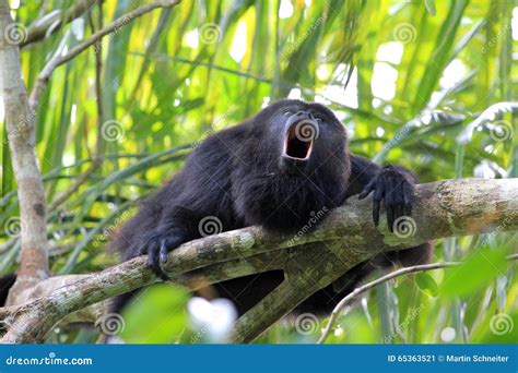 Black Howler Monkey, in Belize, Howling Stock Image - Image of ...