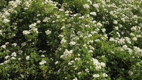 Image result for Irish Spring Ads