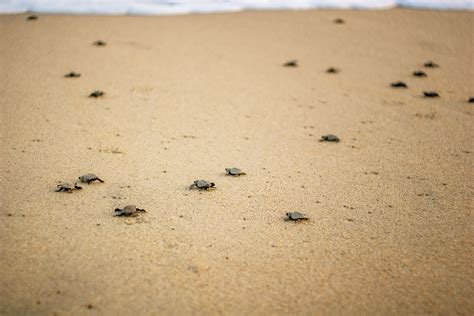 Loggerhead Sea Turtle 的图像结果