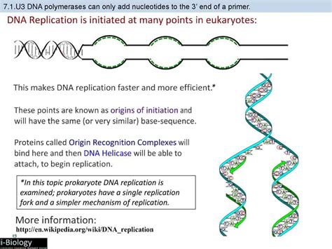Image result for Process of DNA Replication Steps