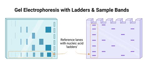 What Is A Ladder In Gel Electrophoresis at Richard Prudhomme blog
