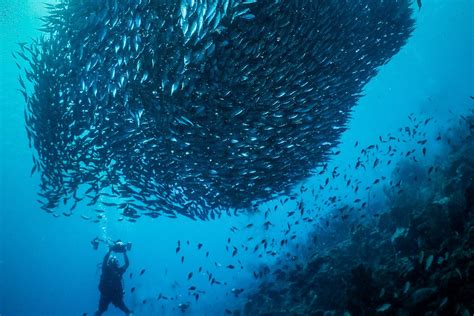 Image result for What Is a Sharing Data