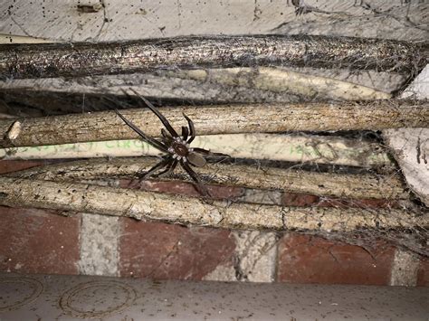 Female Kukulcania hibernalis (Southern House Spider) in Atlanta ...