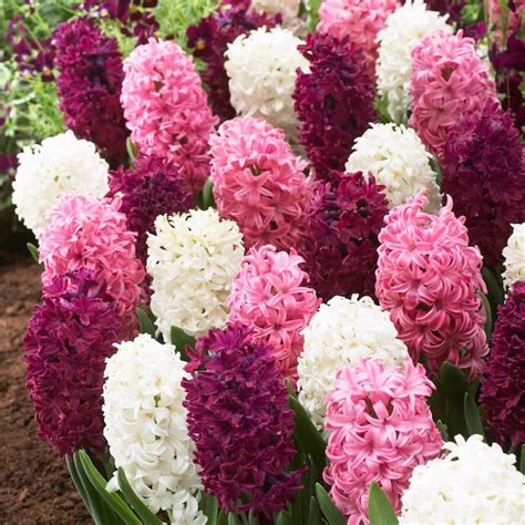 Breck's Multicolor Royal Hyacinth Mixed Bulbs Bagged 25-Pack in the ...