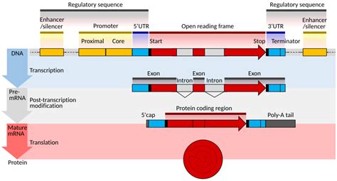 Image result for Sources of Mutation