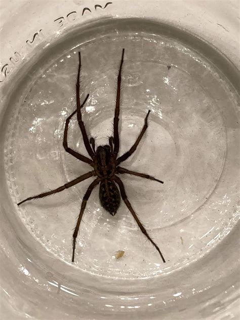 Giant house spider - Spider Pedia
