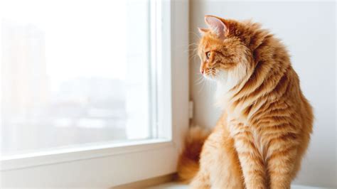 Vet Near Me Framingham, MA 01702 | Slade Veterinary Hospital