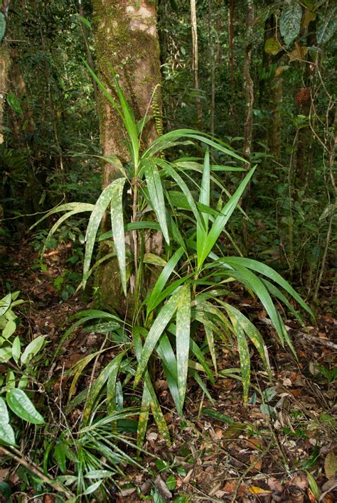 Linospadix albertisianus (Becc.) Burret | Plants of the World Online ...
