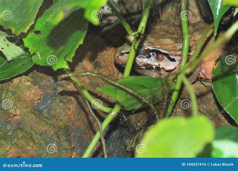 Smoky jungle frog stock photo. Image of america, frog - 104037410