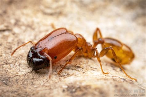 Jesse Czekanski-Moir (@jesseCM@ecoevo.social) - ecoevo.social