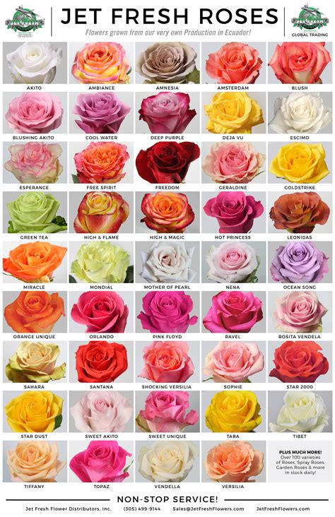 Different Types Of Roses And Their Names