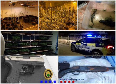 3 detinguts pel cultiu de 666 plantes de marihuana i 5.200 esqueixos en ...