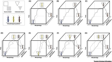 Anagenesis, Cladogenesis, and Speciation on Islands: Trends in Ecology ...