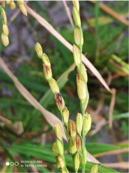 TNAU Agritech Portal :: Crop Protection