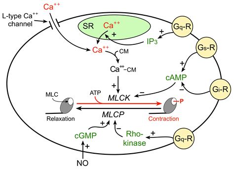 CV Physiology | Vascular Smooth Muscle Contraction and Relaxation