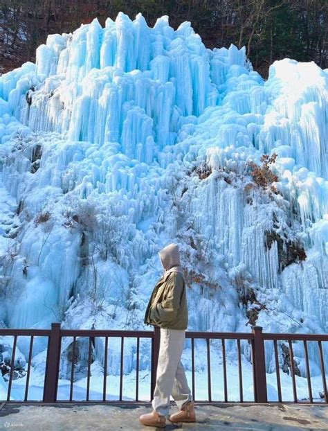 Alpaca Pasture, Nami Island, and The Garden of Morning Calm Day Tour ...