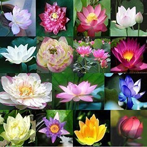 Ohhsome Creative Farmer Flower Seeds : Seeds Aquatic Lotus (Mixed ...