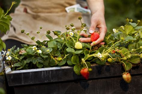 How To Plant Strawberries In Strawberry Planter at Oliver Gonzalez blog