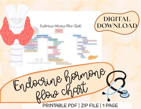 Image result for Endocrine System Flow Chart