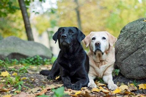 Image result for Labrador Retrievers Good Guarding Dogs