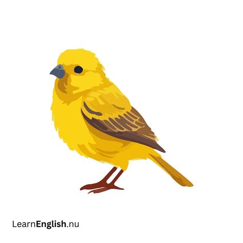 Bird Names in Spanish: 77 Birds in Spanish to English - learn spanish