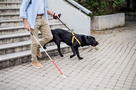 Image result for Guide Dog Training Basics