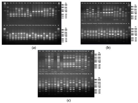 Tracking of Intentionally Inoculated Lactic Acid Bacteria Strains in ...