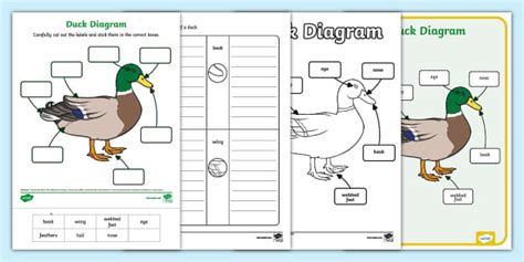 Duck Diagram Pack
