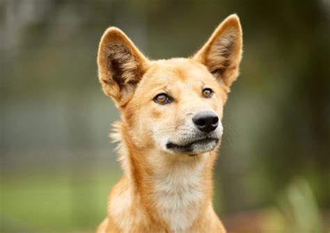 Image result for Animals Using Sign Language