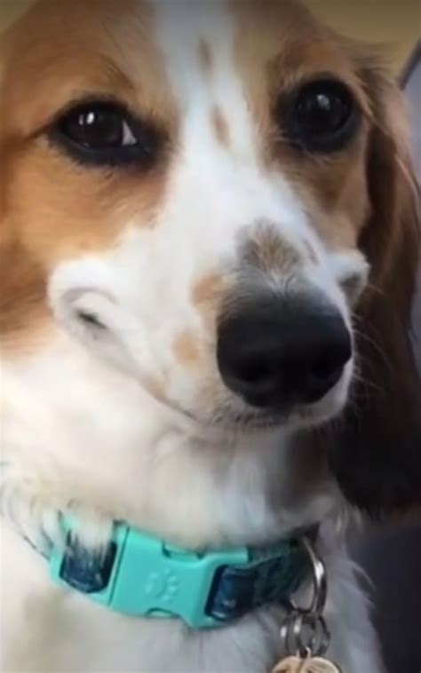 Dog Smiling in the Sun Meme