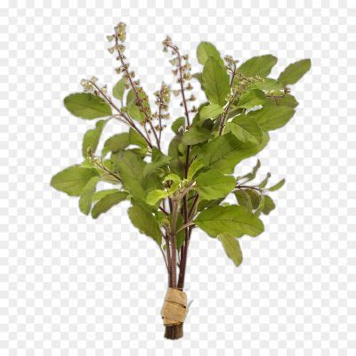 Tulsi High Resolution Image PNG - Pngsource