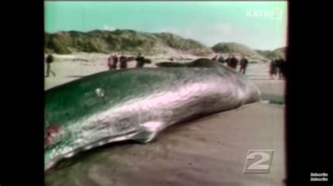Shocking Whales Exploding Moments 的图像结果