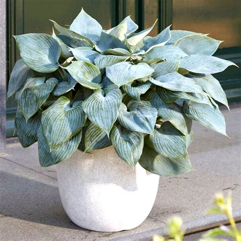 Hosta Roots For Sale | Buy Top-Quality Bare Roots Now