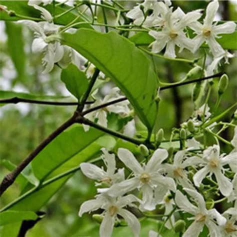 Herbal Flower - Aconite Bachnag Aconitum Ferox Trader - Retailer from ...