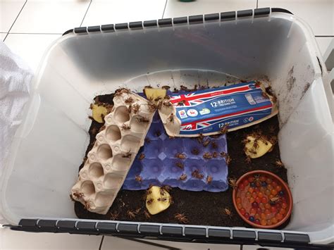 500 Crickies living their best lives, all be it for a short while. : r ...