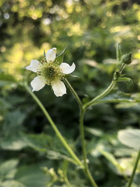 Wisconsin Wildflower | White Avens | Geum canadense