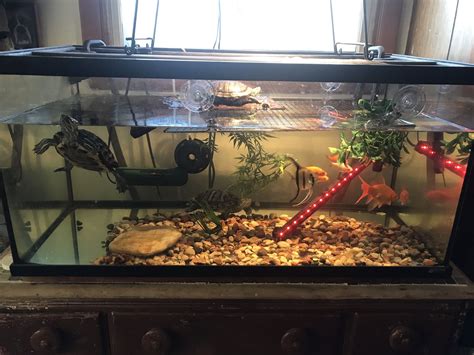 Gallon Turtle Tank