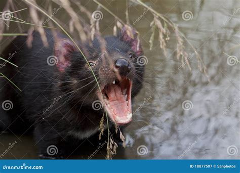 Tasmanian Devil stock image. Image of conservation, noise - 18877507