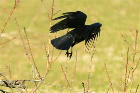 Image result for Crow Fly